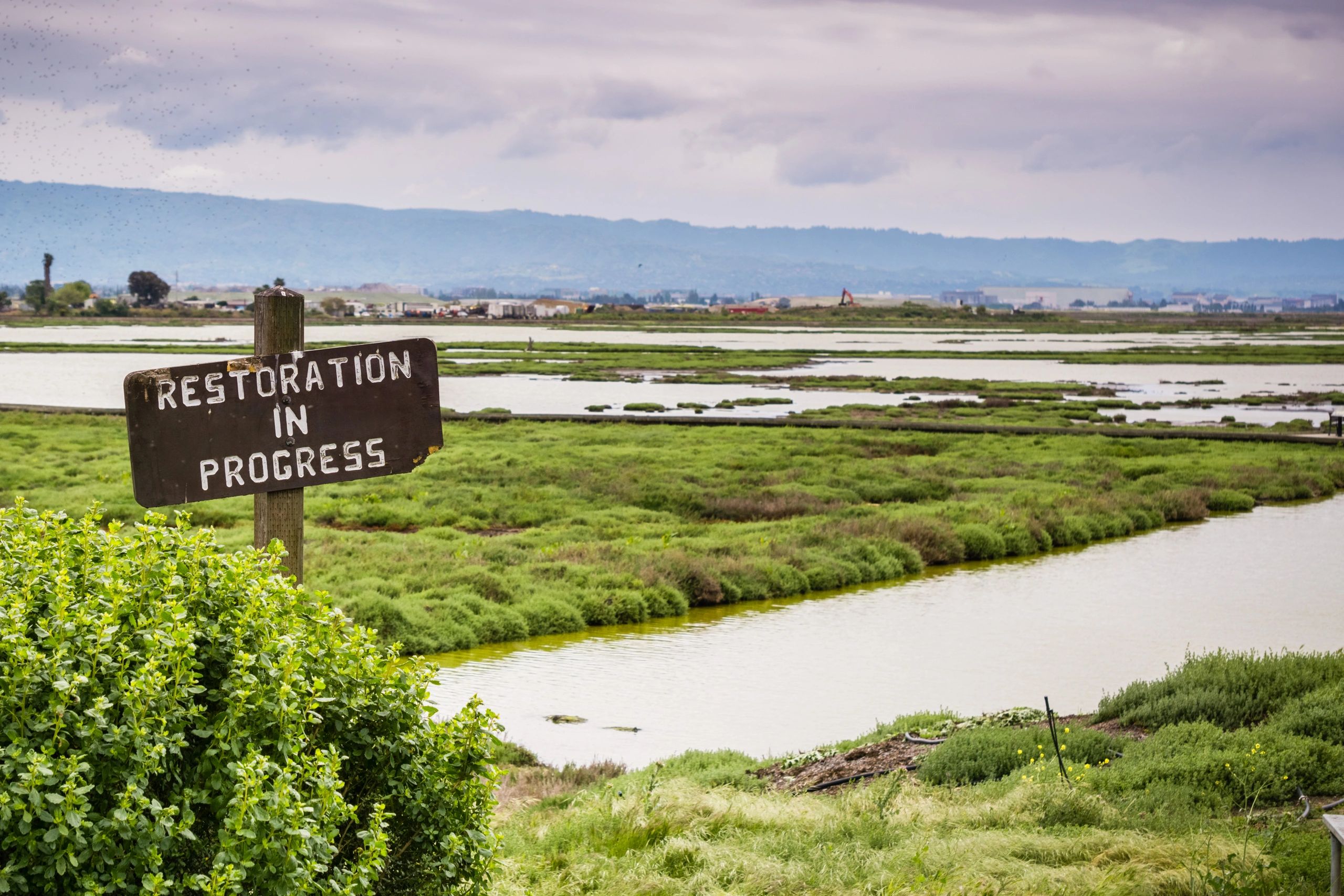 Wetlands conservation team at work
