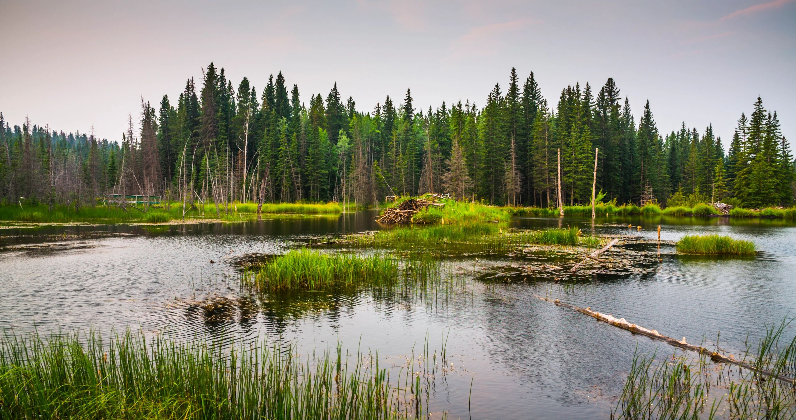 Wetland habitat restoration