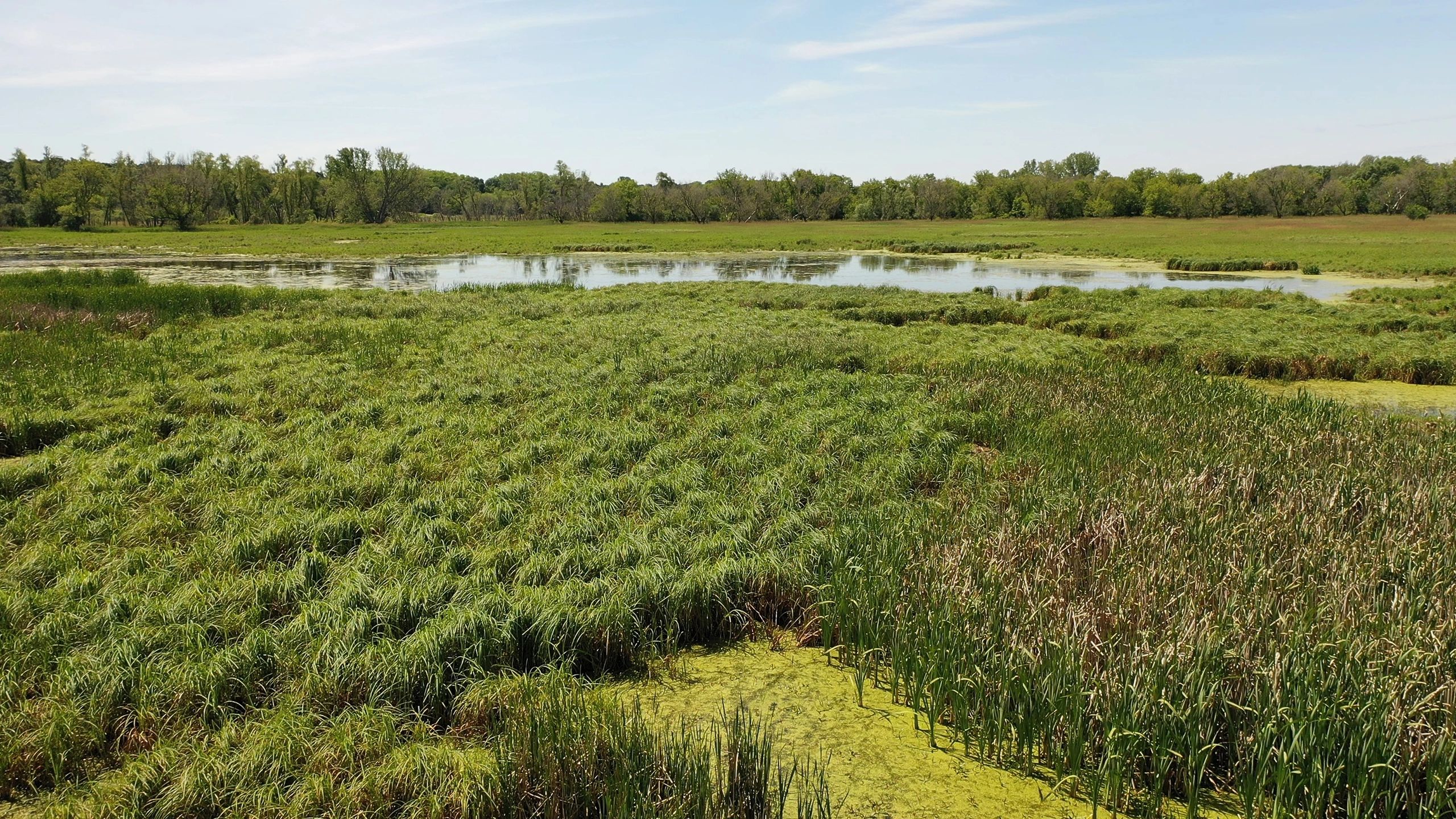 Volunteers monitoring waterfowl