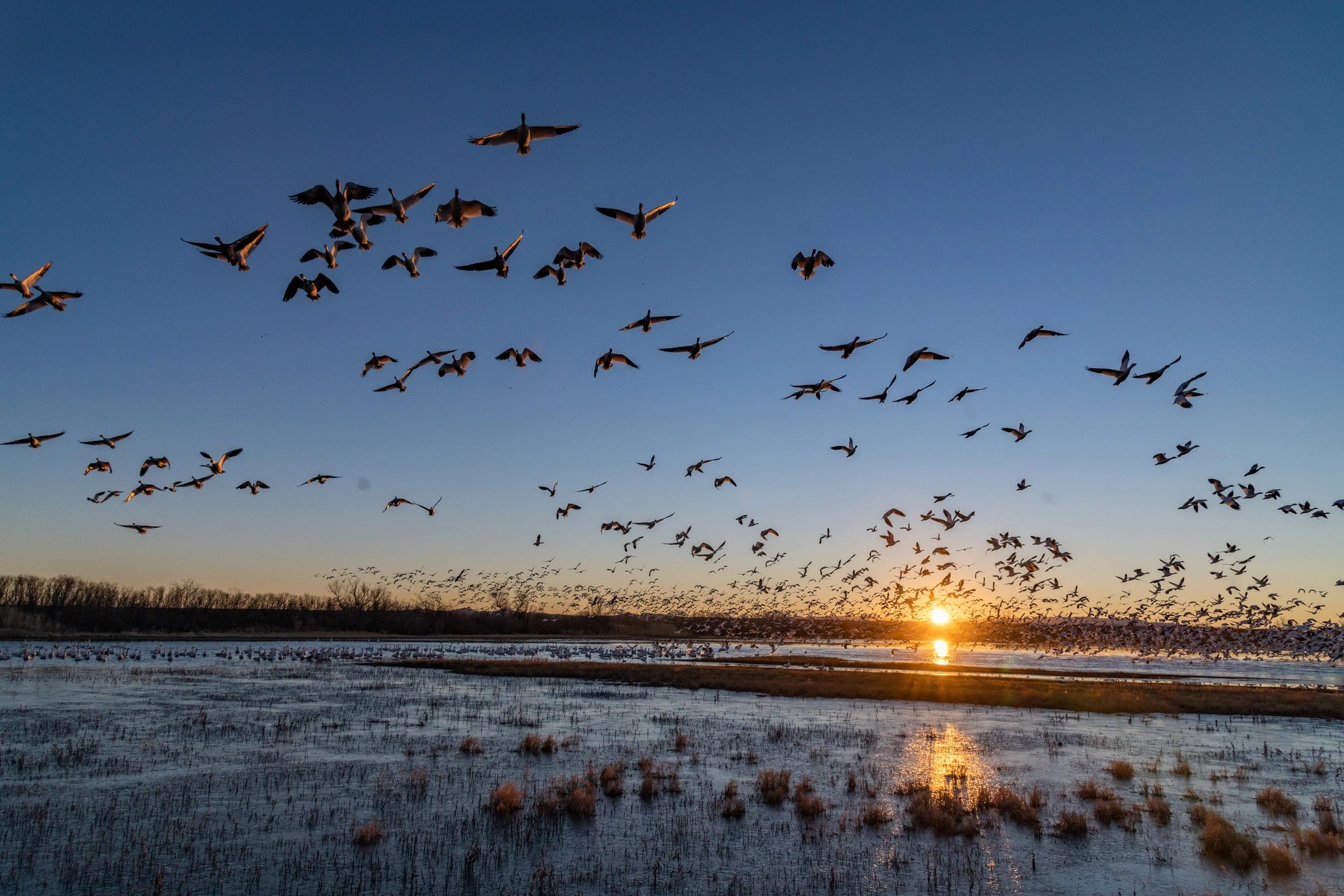 waterfowl conservation social media