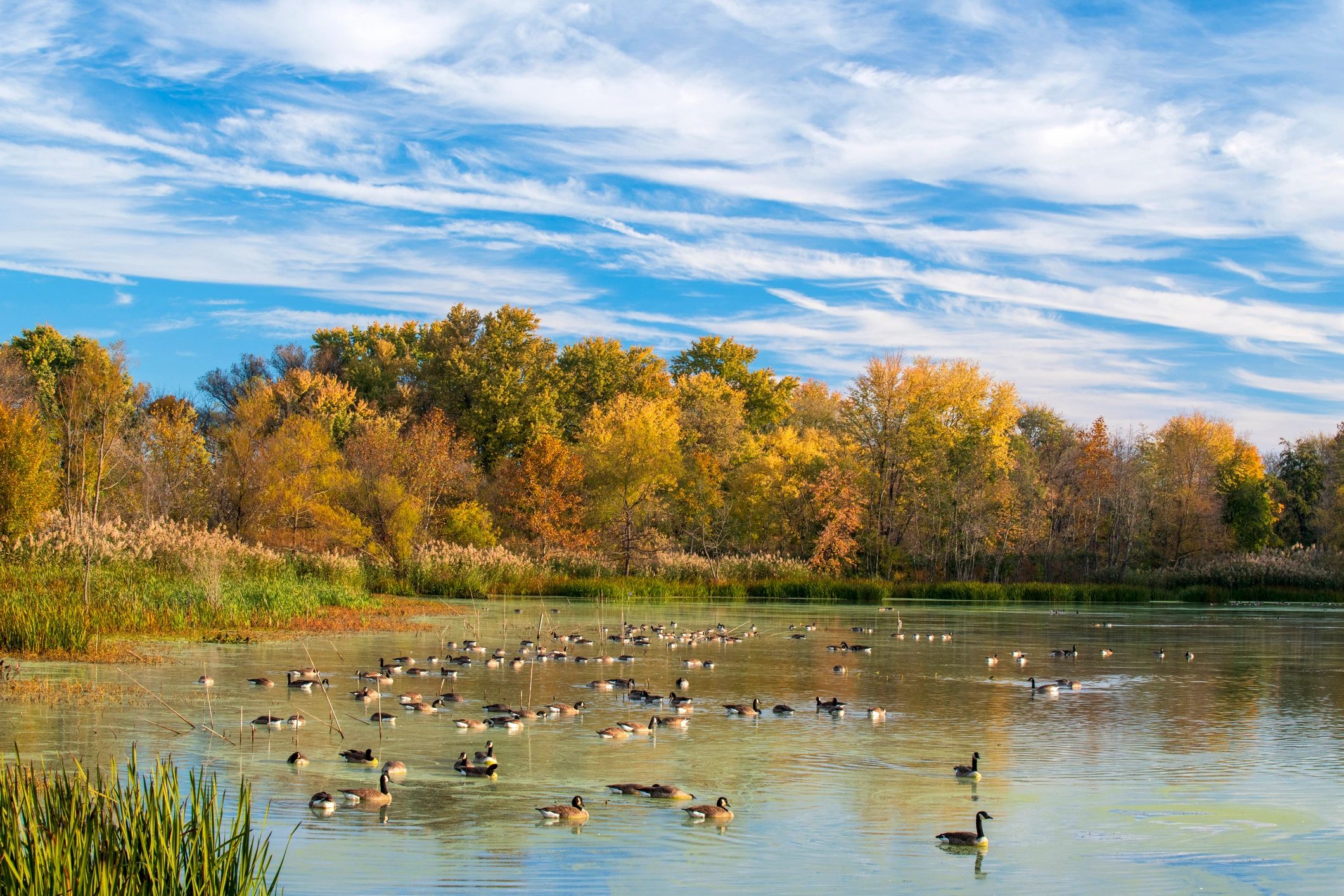 waterfowl habitat restoration