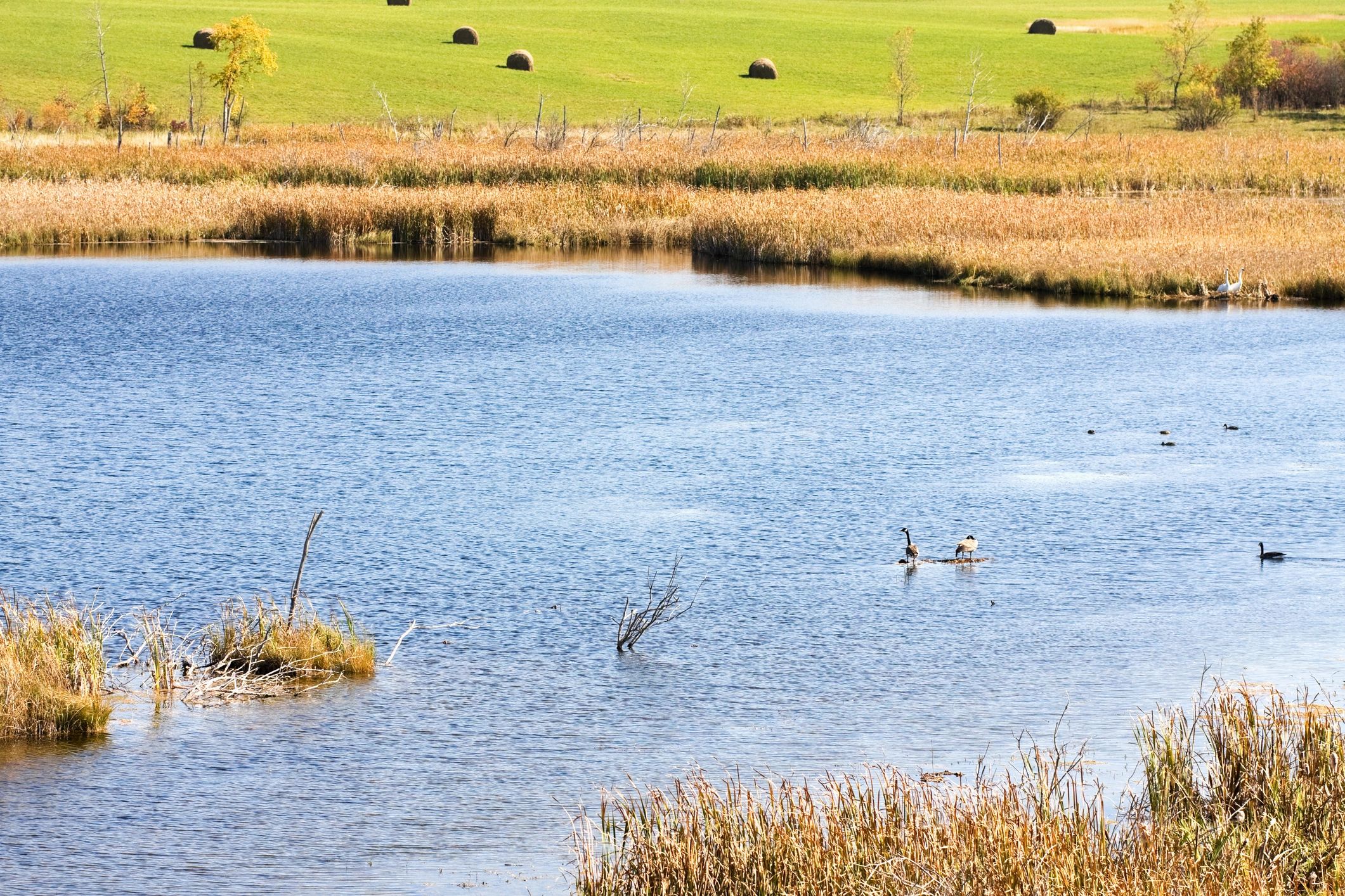 waterfowl habitat restoration