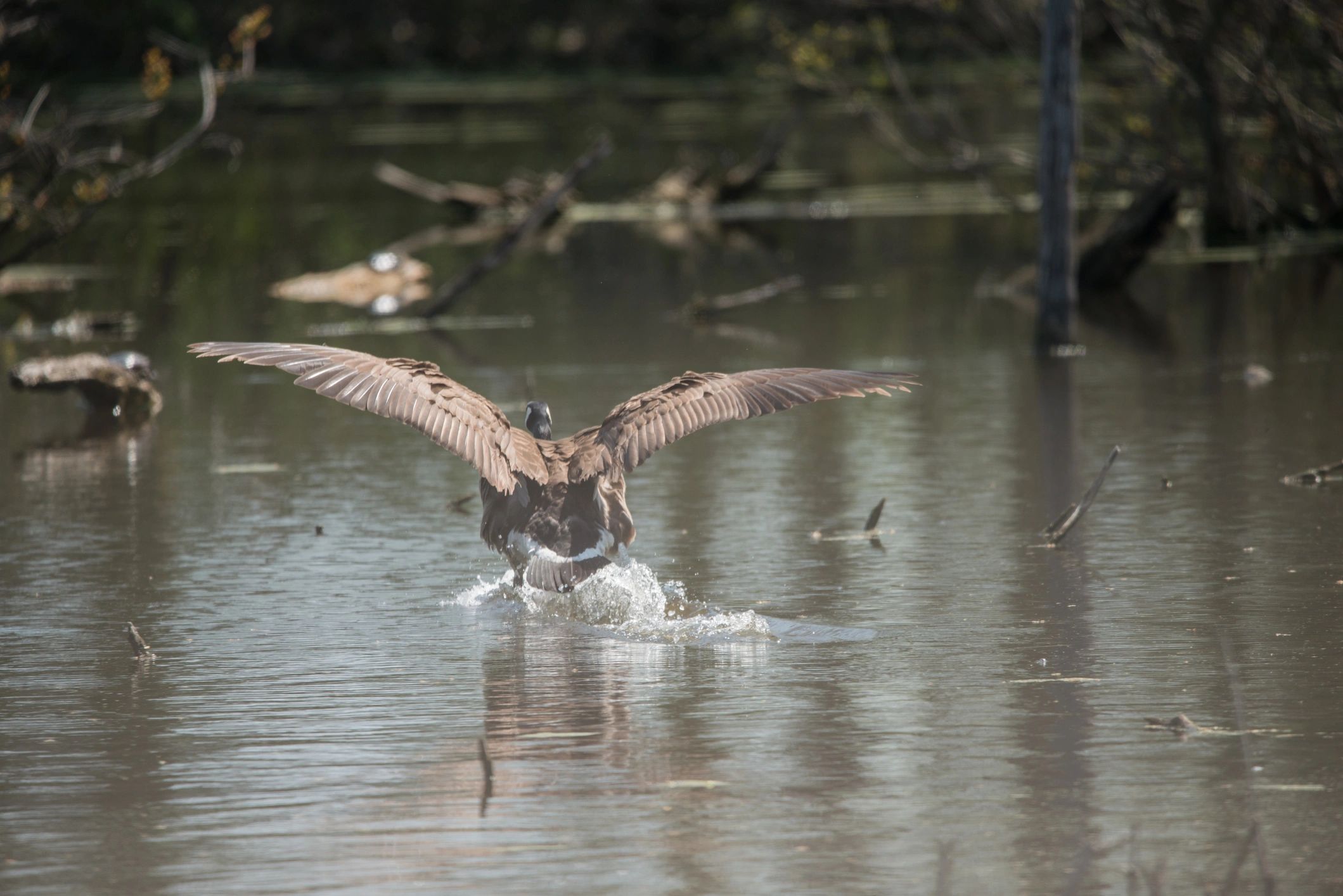 waterfowl conservation wildlife outdoors 1000 Islands region